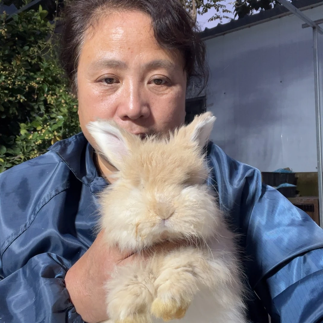 双血统英系安拉兔子