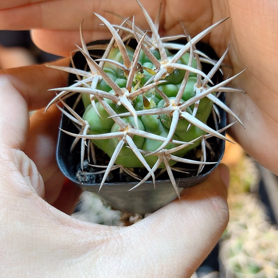 实生五十玲碧岩玉含刺5.5公分