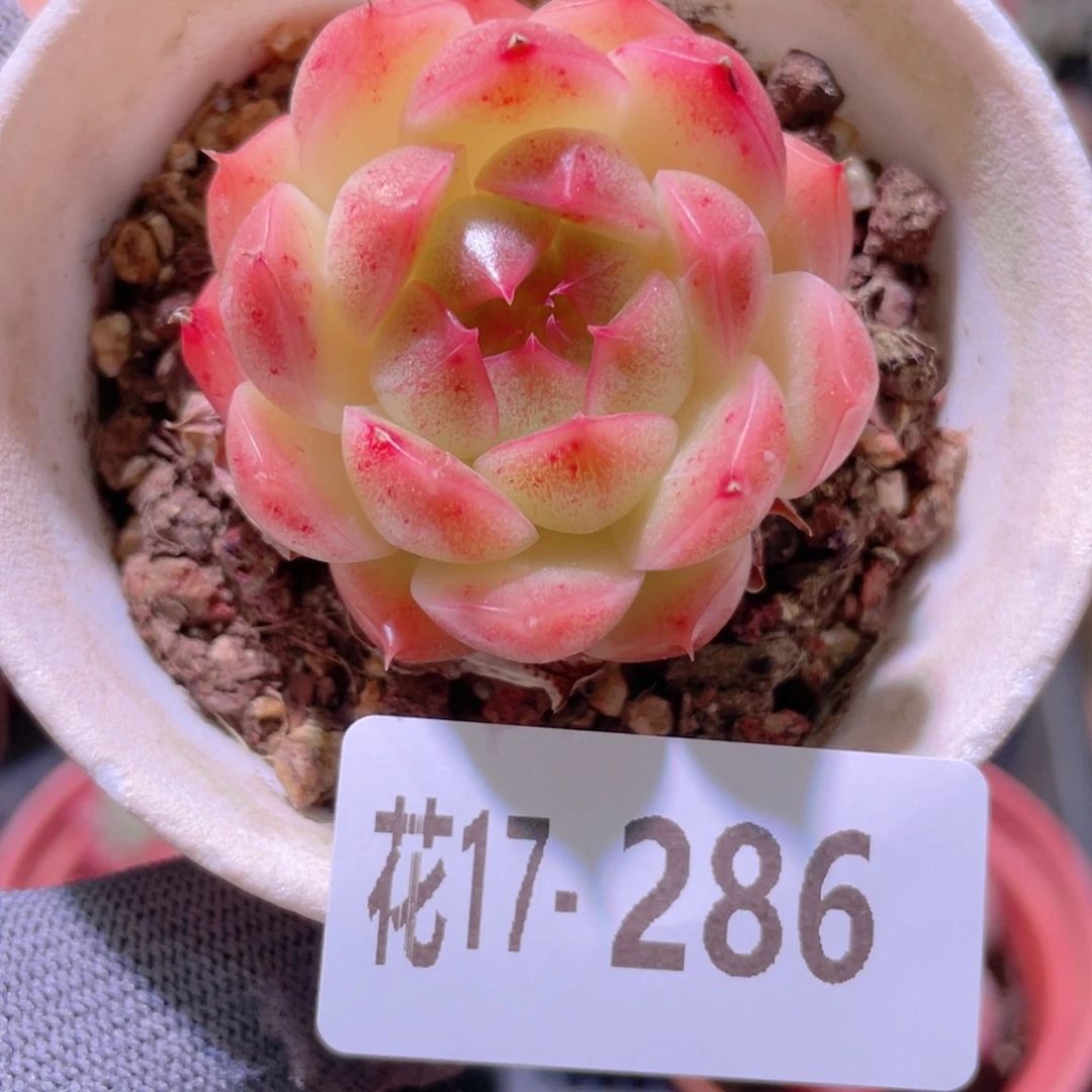 花利美17-286麦秆