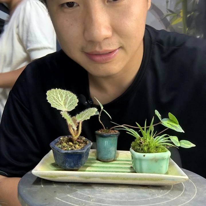 馥****馥中青园艺一物一拍121