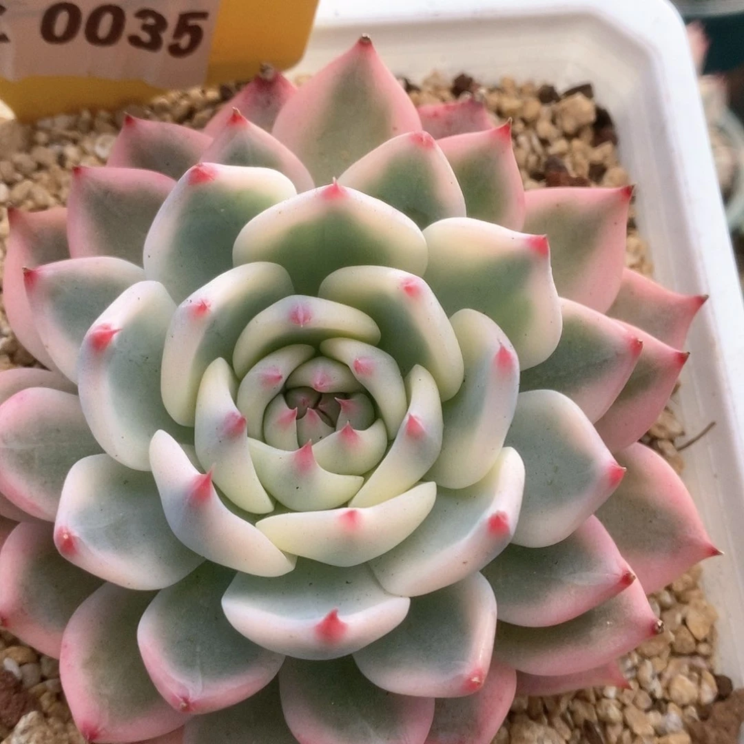 035锦锦锦锦锦锦锦