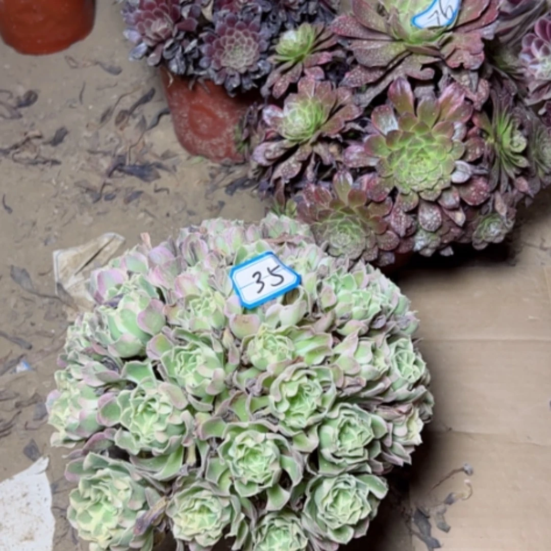 【闪购商品】多肉植物白凤35