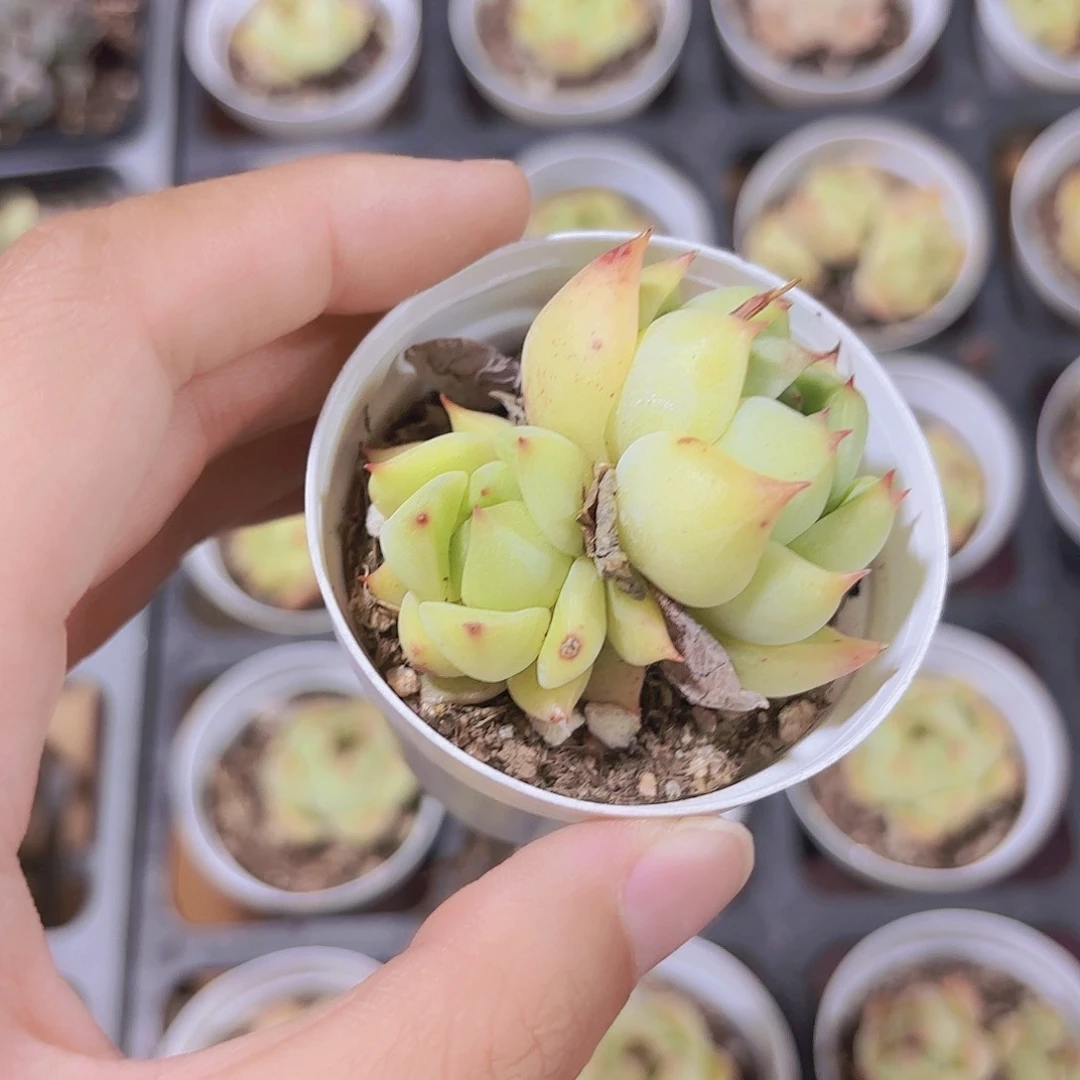 精品蓝眼睛多肉植物
