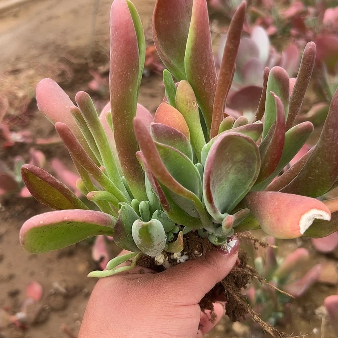 多肉植物火狐狸群