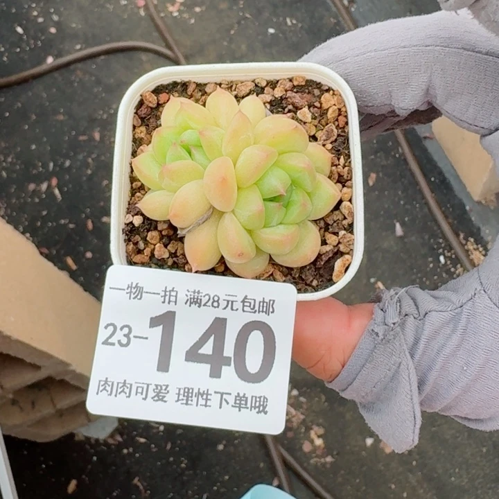 梦龙多肉无盆土发货无