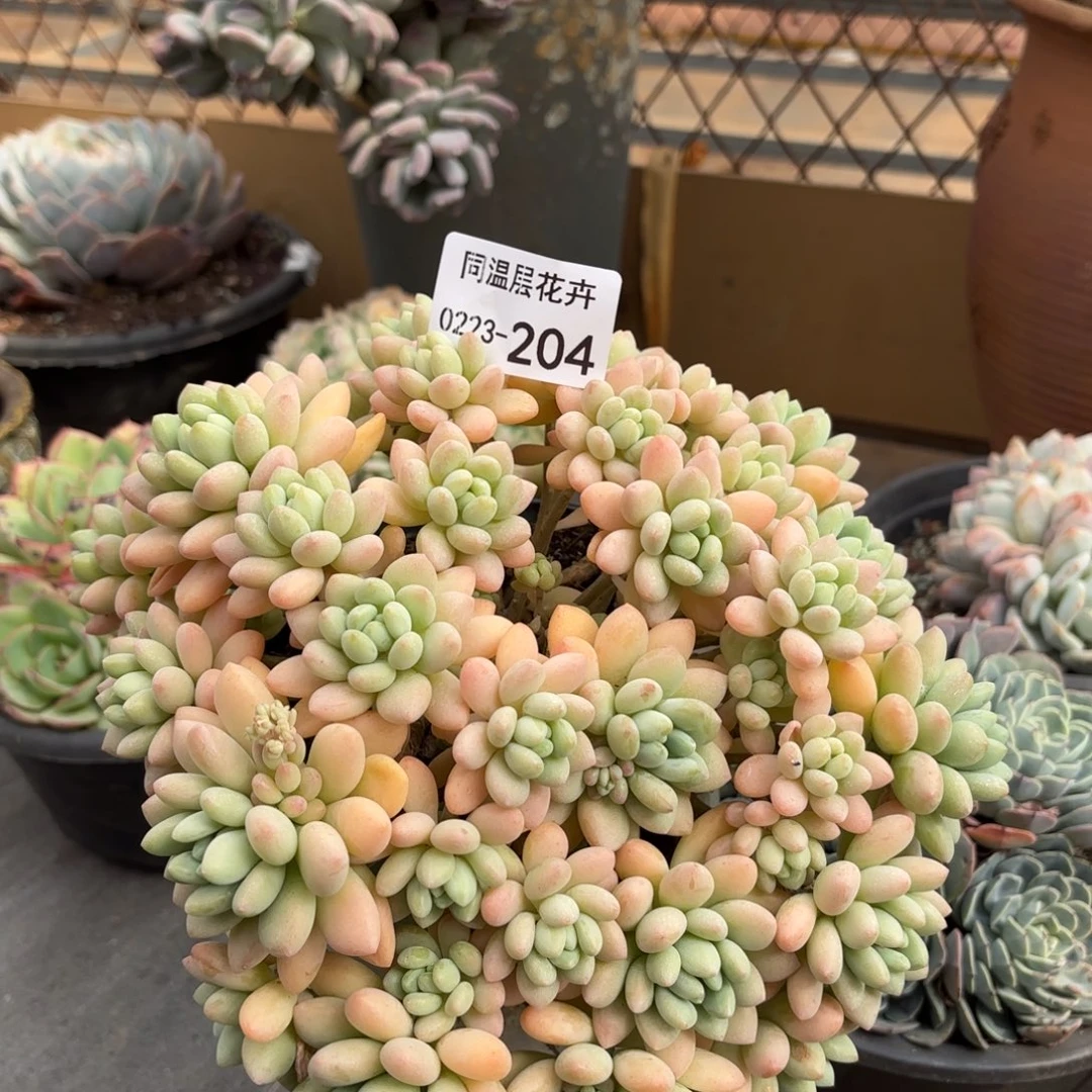 同温层多肉洛可可204