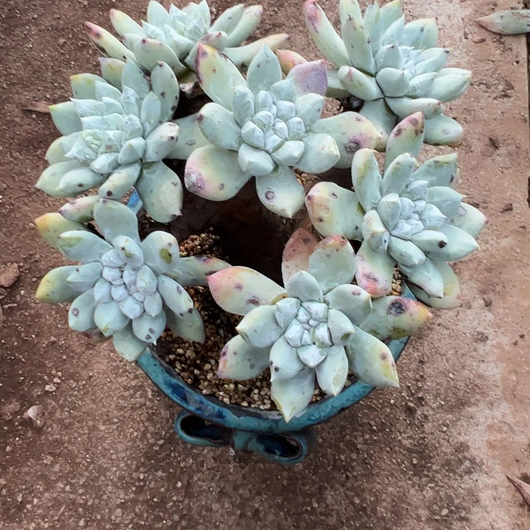 我***鱼7645拇指苹果叶仙女杯