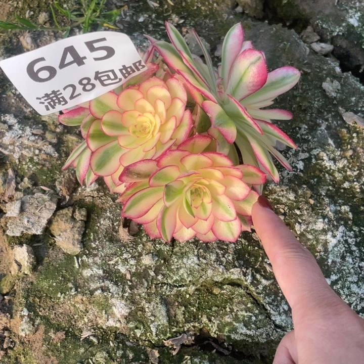 陈**决645二号棚倾城多肉母本