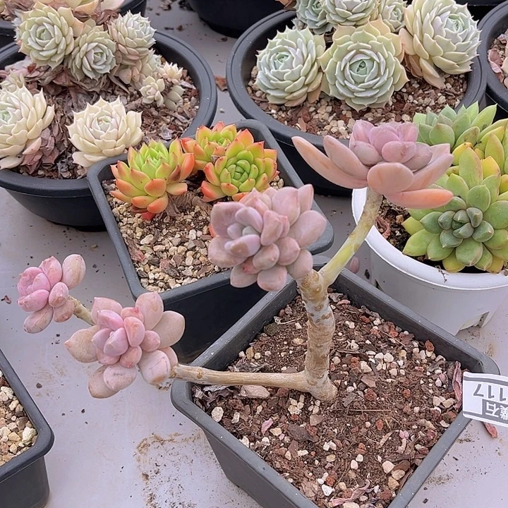 东美人19117多肉植物