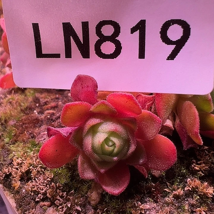 露妮819全红叶九天娇龙腺体侧芽