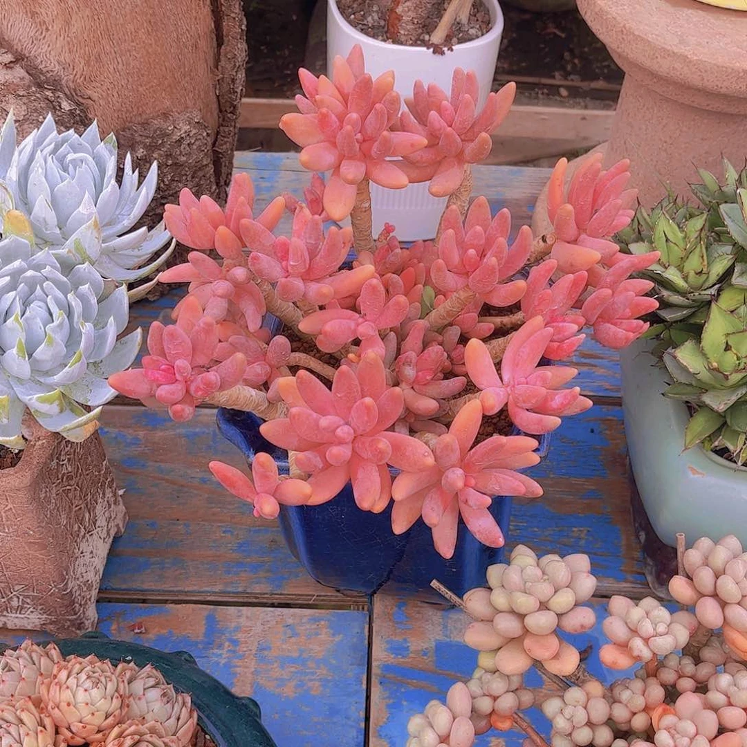 遂**姐多肉老桩多肉老桩