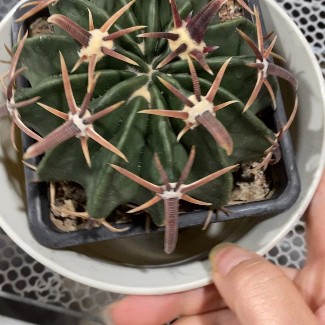 仙人球双割刺王凌波10cm