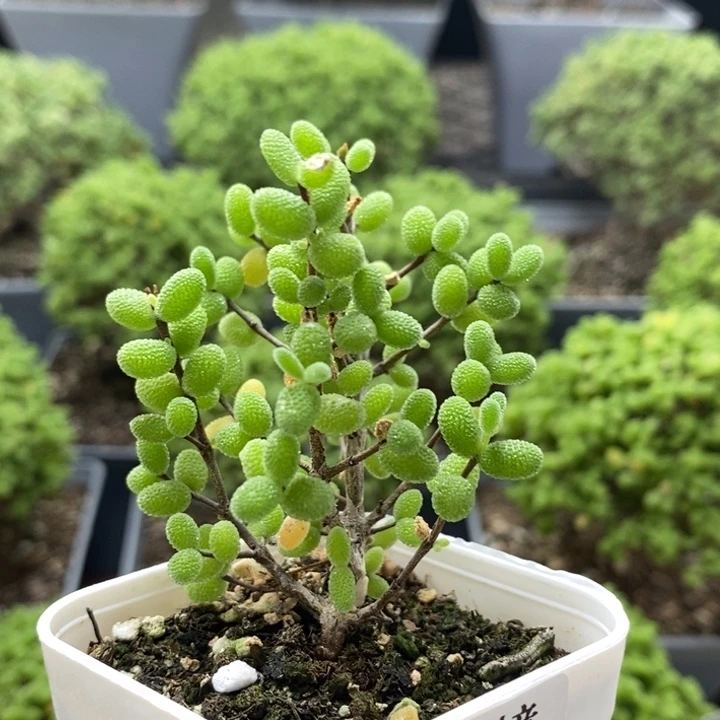 密叶糖球7930枝干番杏