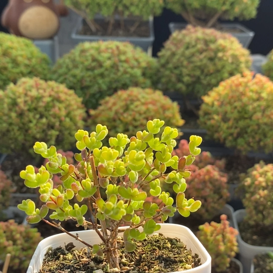 *****莱斯锦1109枝干番杏
