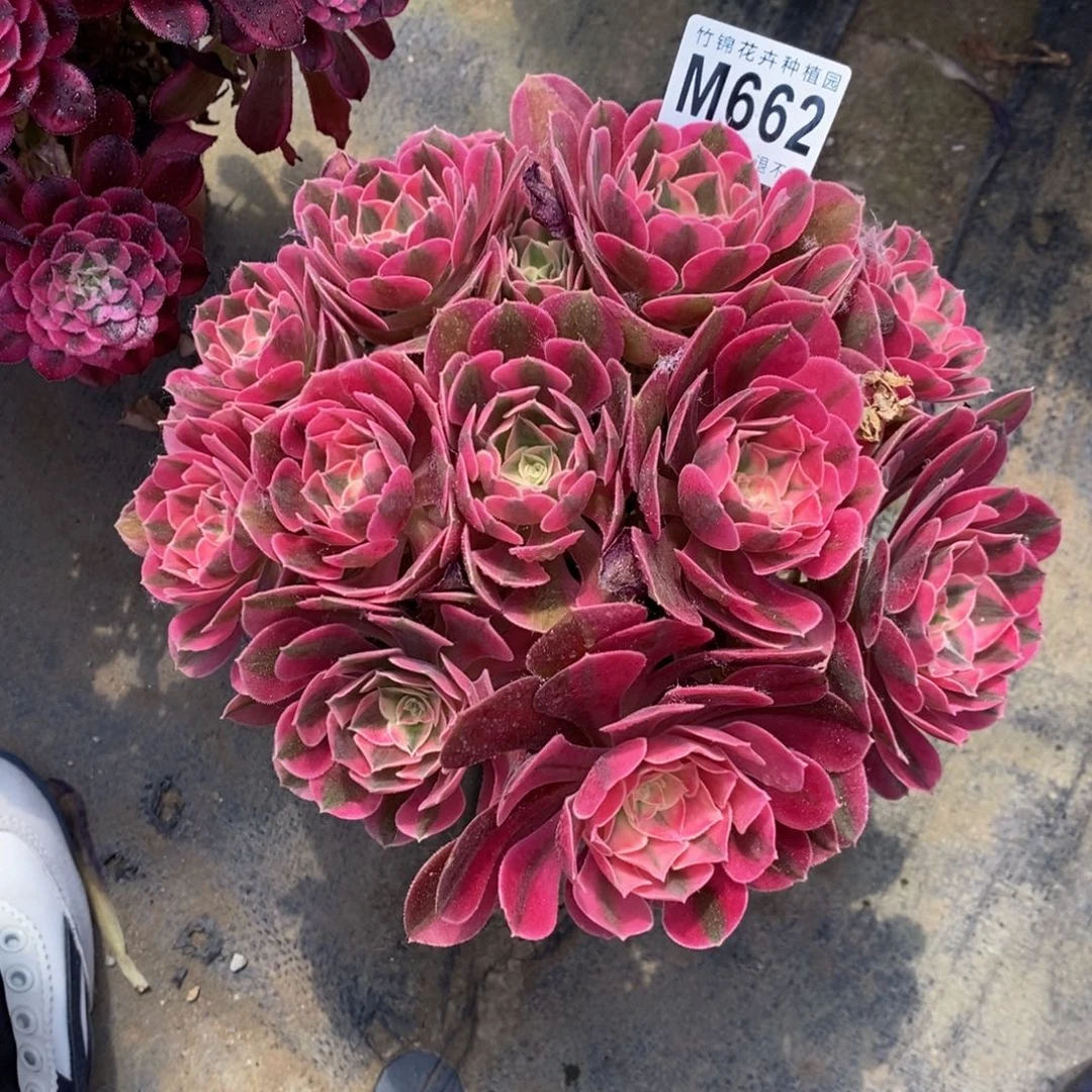 全部花朵662女巫嫩桩小棵