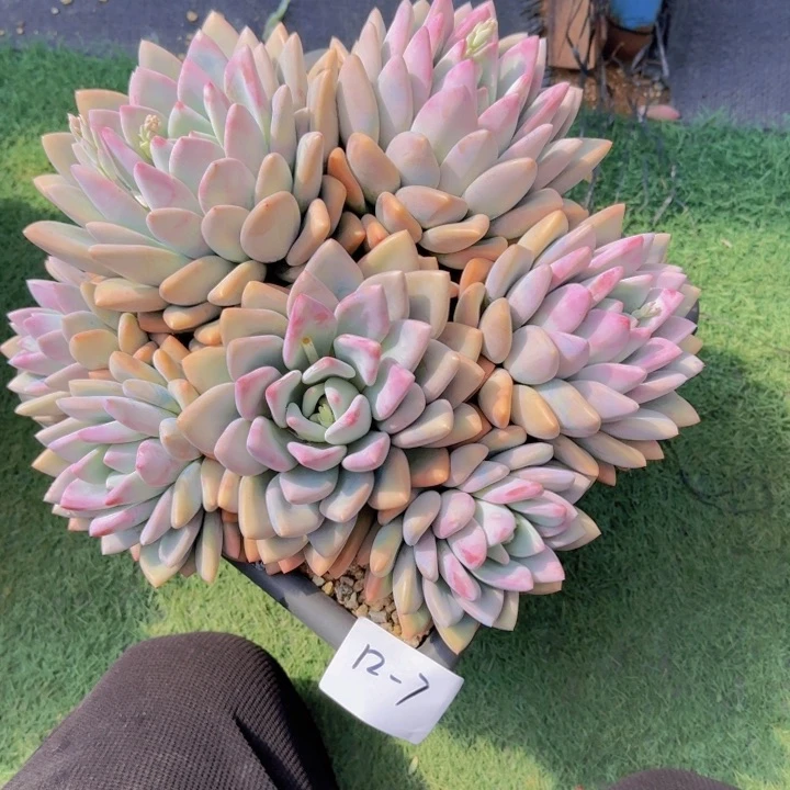 1207奥普多肉植物