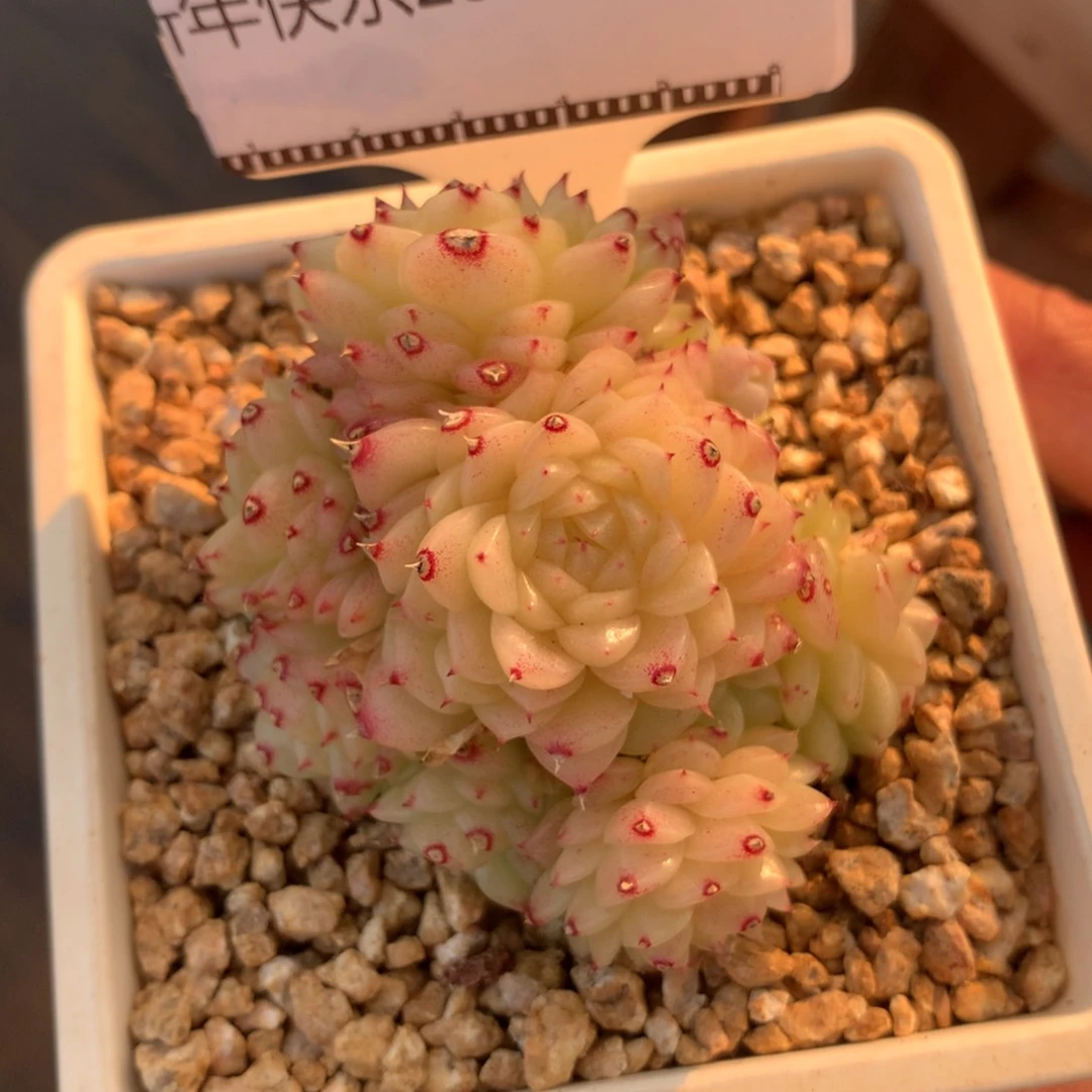 精品多肉麦秆老桩58包邮