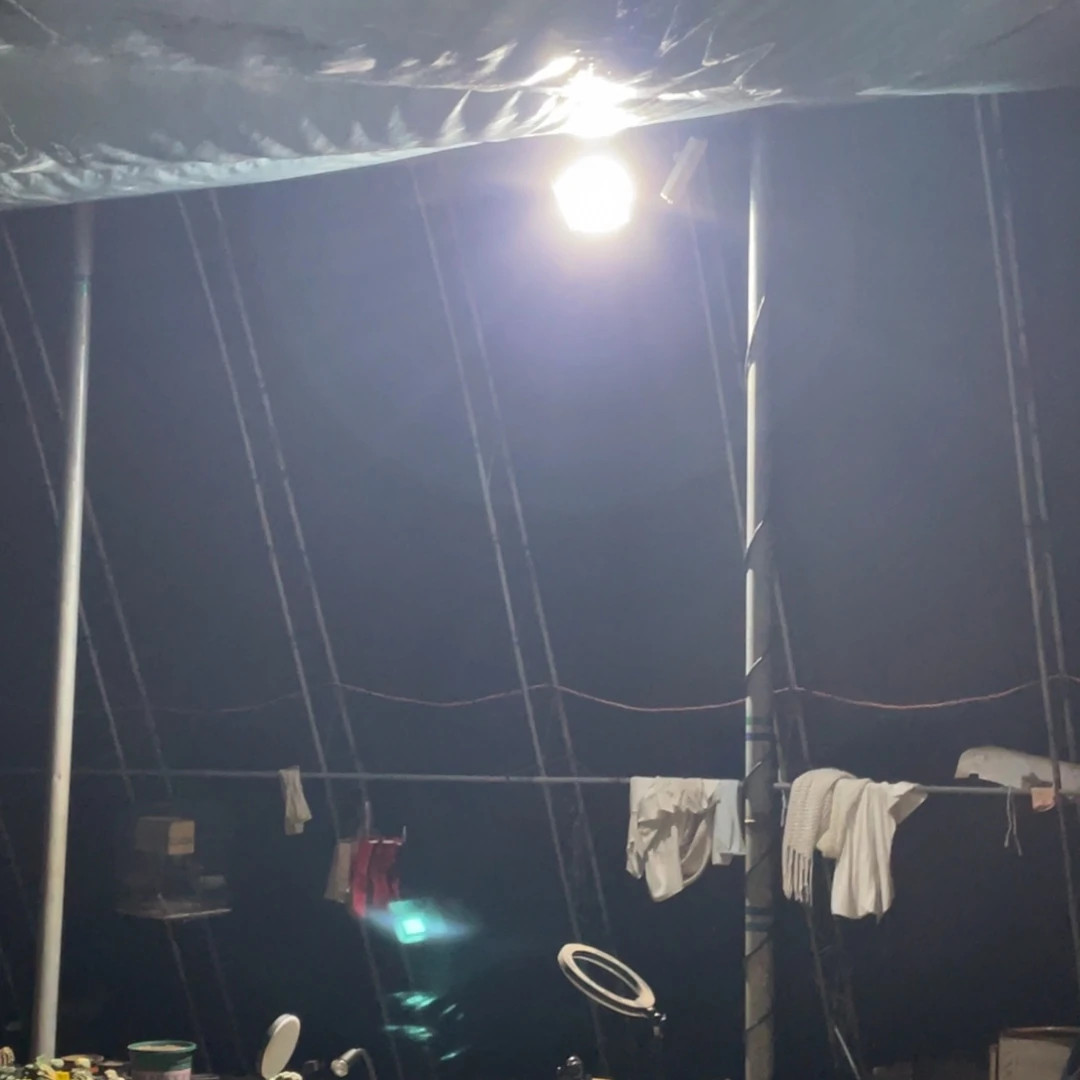 无花朵自根锦群体 仙人球