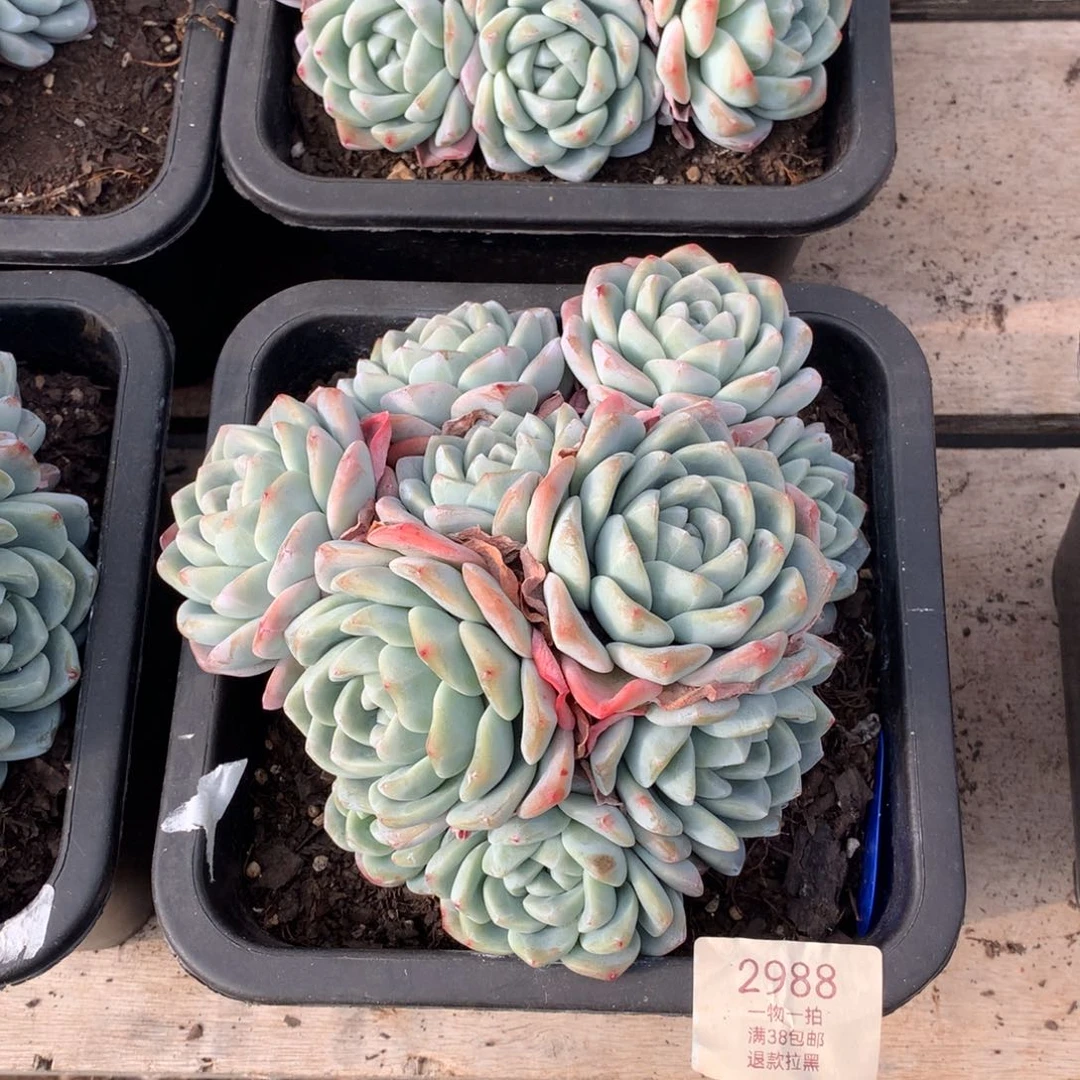 18厘米10头有砍冰玉2988