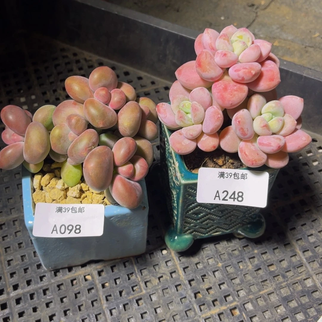 蛋黄奶/樱花洛神12cm