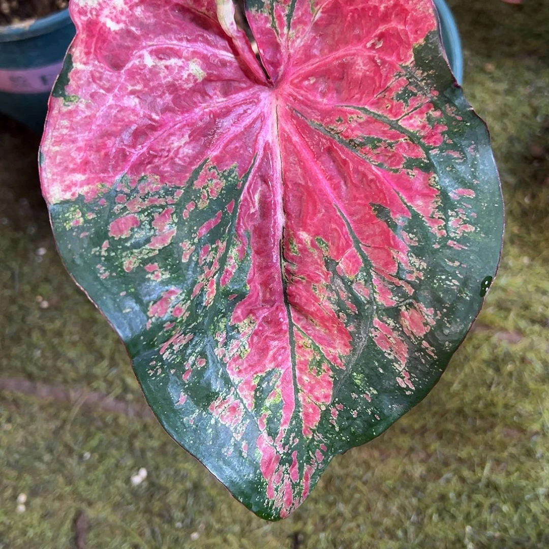 无花朵阿松凯泰彩49