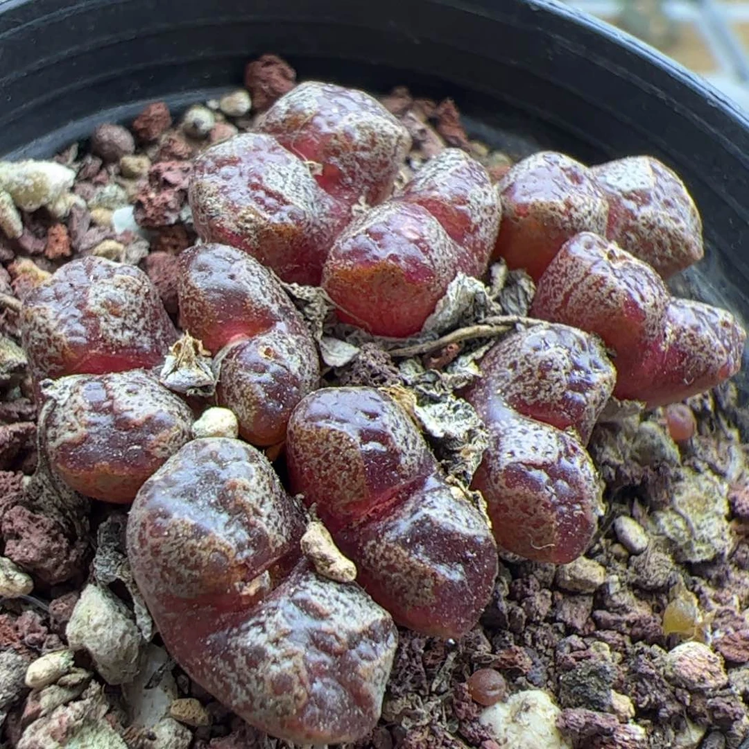 大家过年好22925