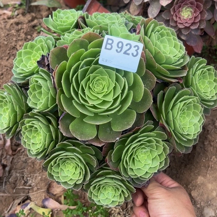 l****n万圣夜多肉植物923