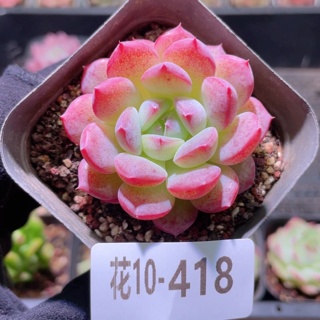 花利美10-418新品单头