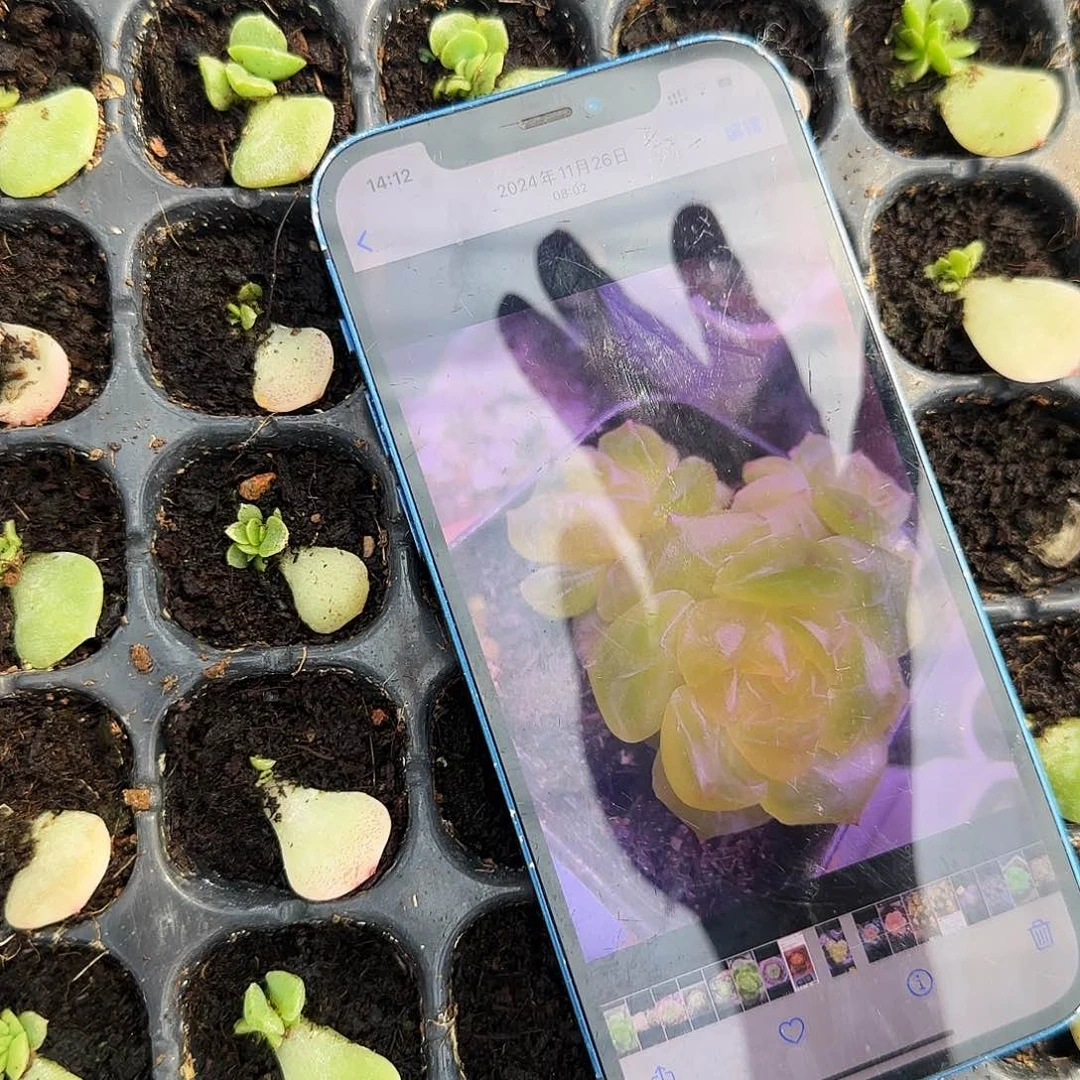 谪仙芝麻穴一个满25包邮