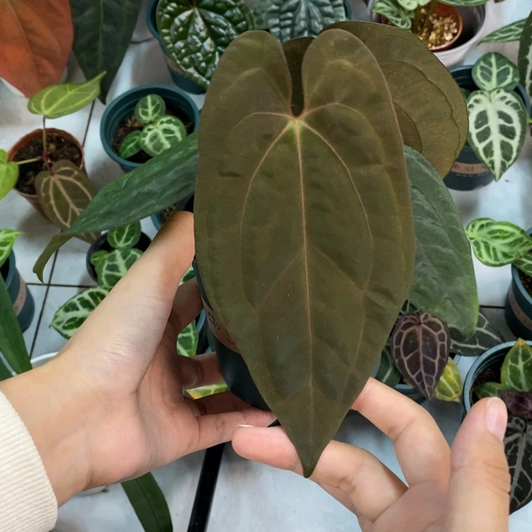 不开花植物黑凤凰杂papi