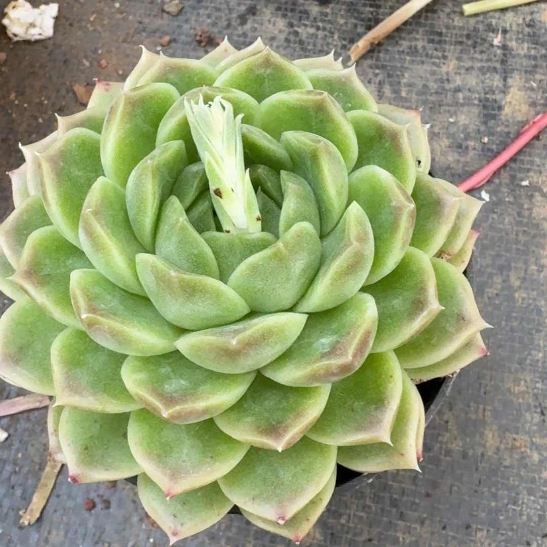 多肉杂交一物一拍27-123