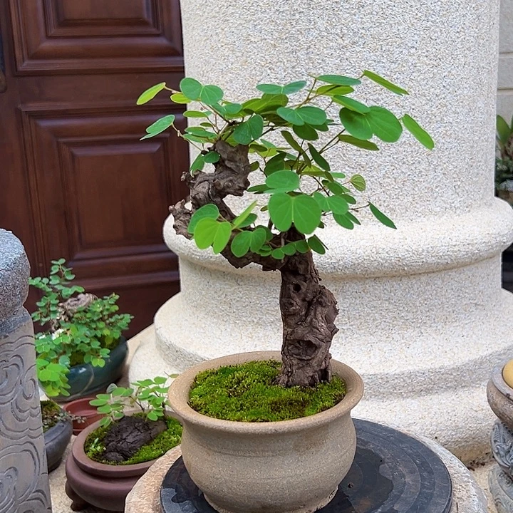 无花朵羊蹄甲金丝红木