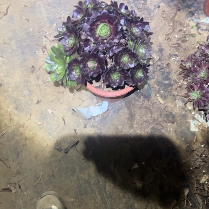 一单包邮不包侧枝43