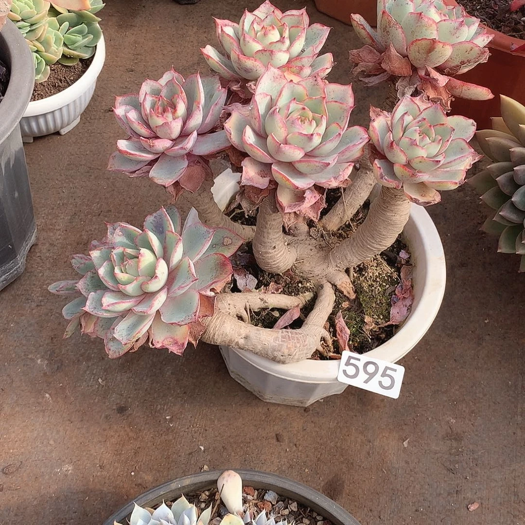 595赫拉 一物一拍多肉