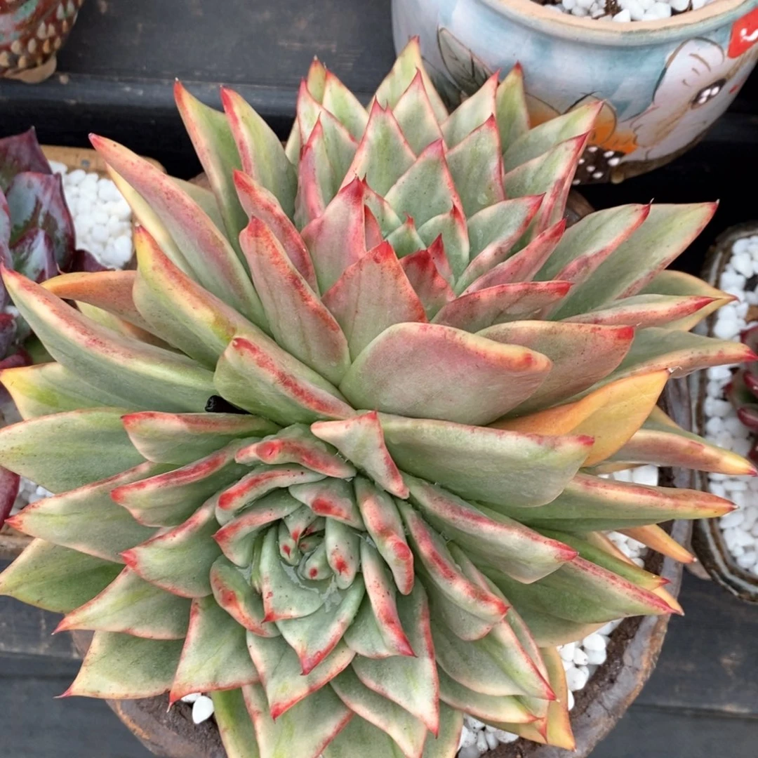 清纯乌木外翻锦多肉植物盆栽