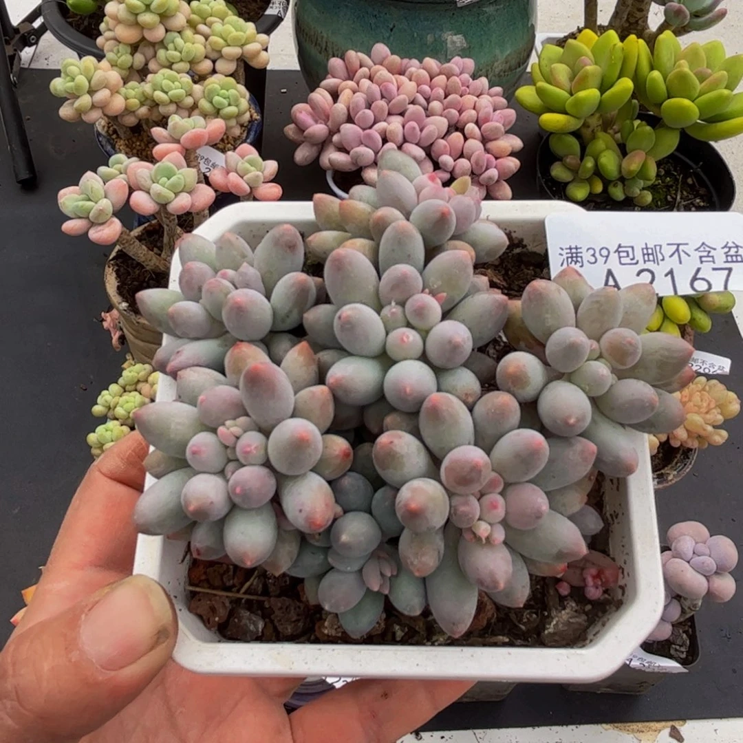 2167手指奶6cm多肉植物