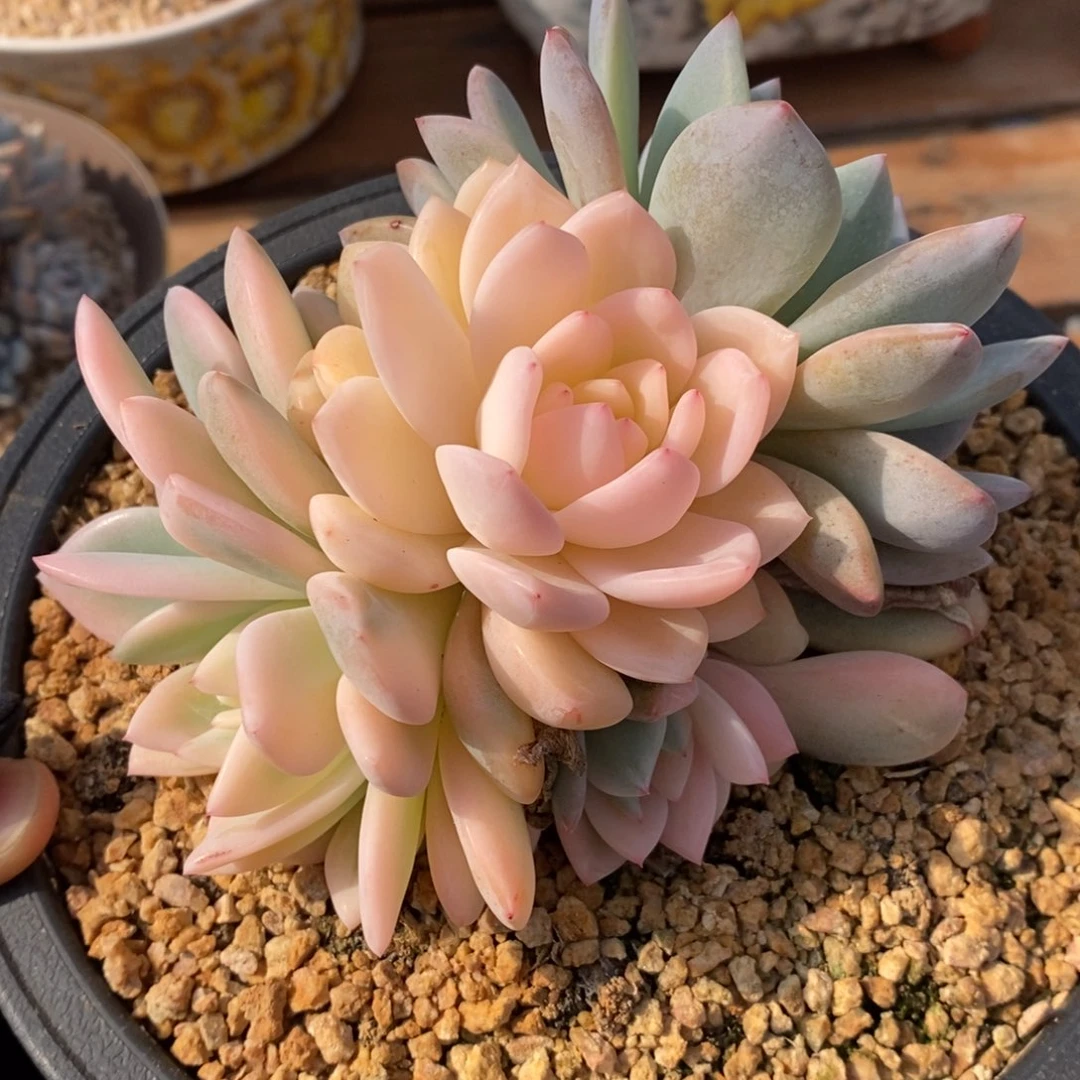 梦露带宽锦群有砍多肉植物