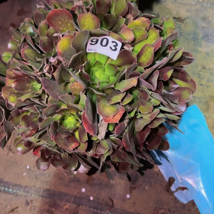 903邵修七彩多肉植物不售后