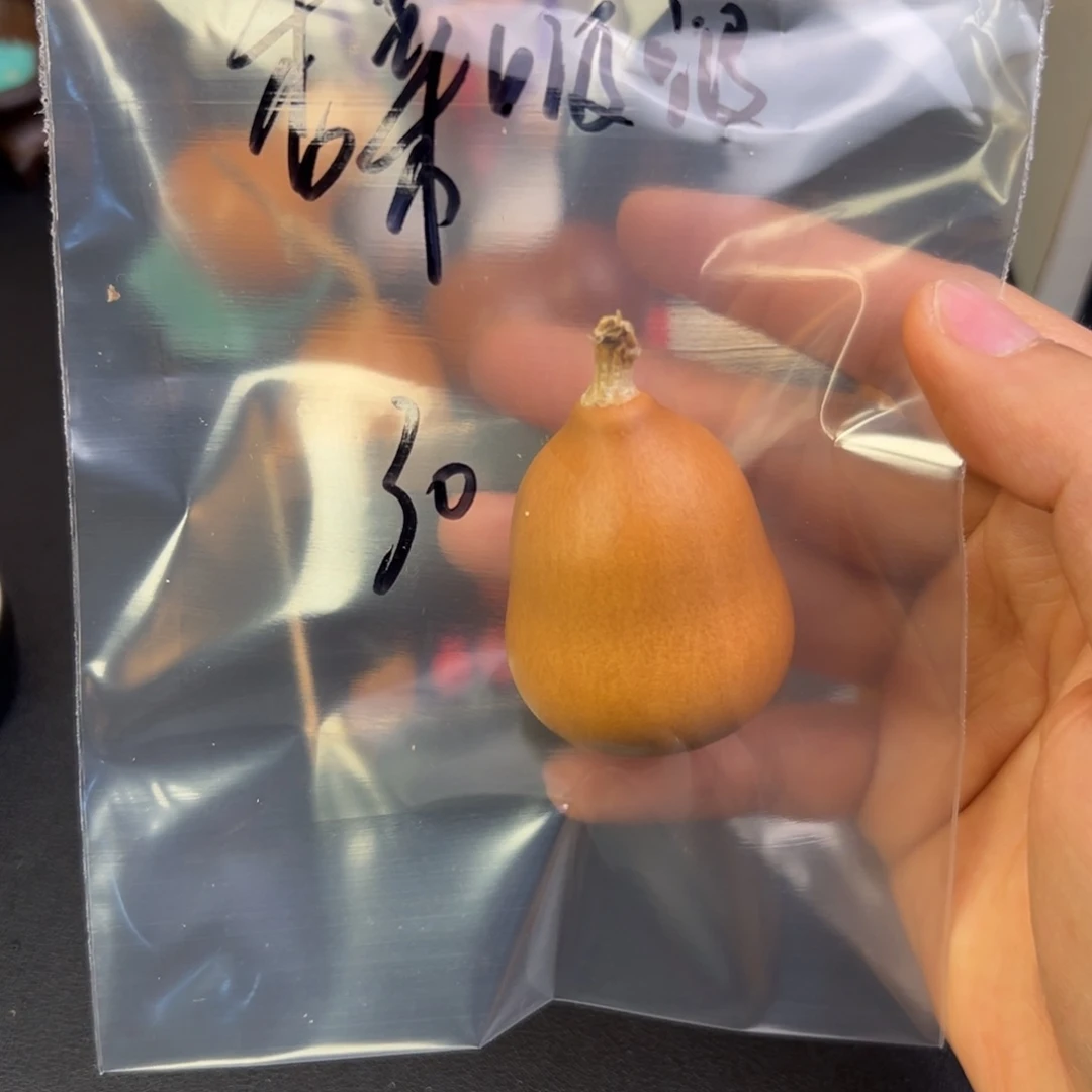 香***啵葫芦葫芦葫芦葫芦