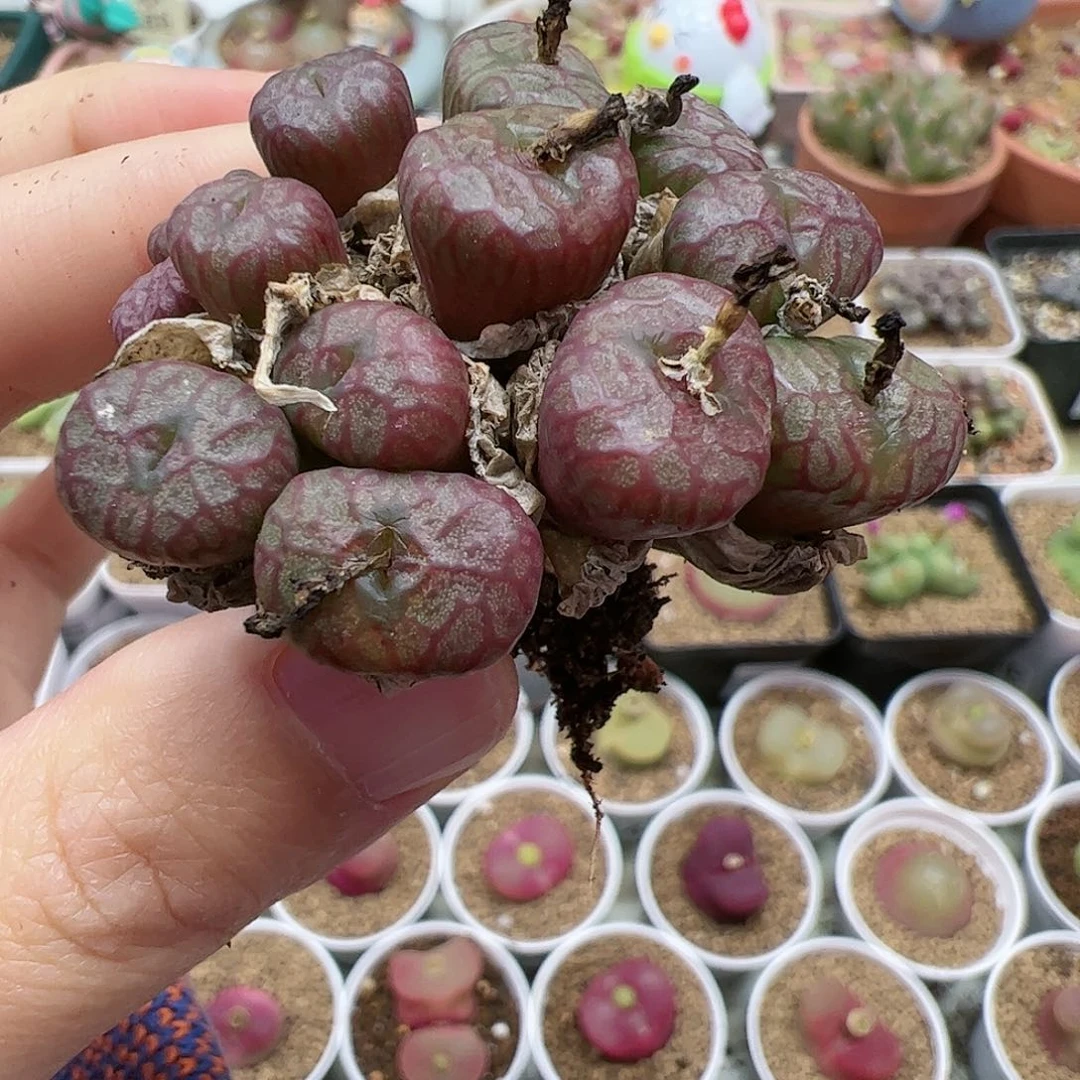 【闪购商品】62 平安福利