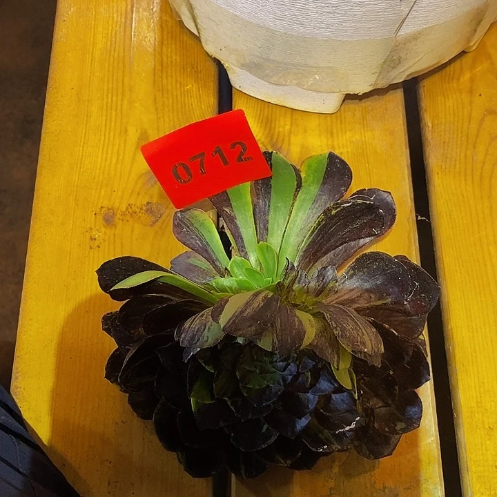 怡***产072多肉植物莫兰迪