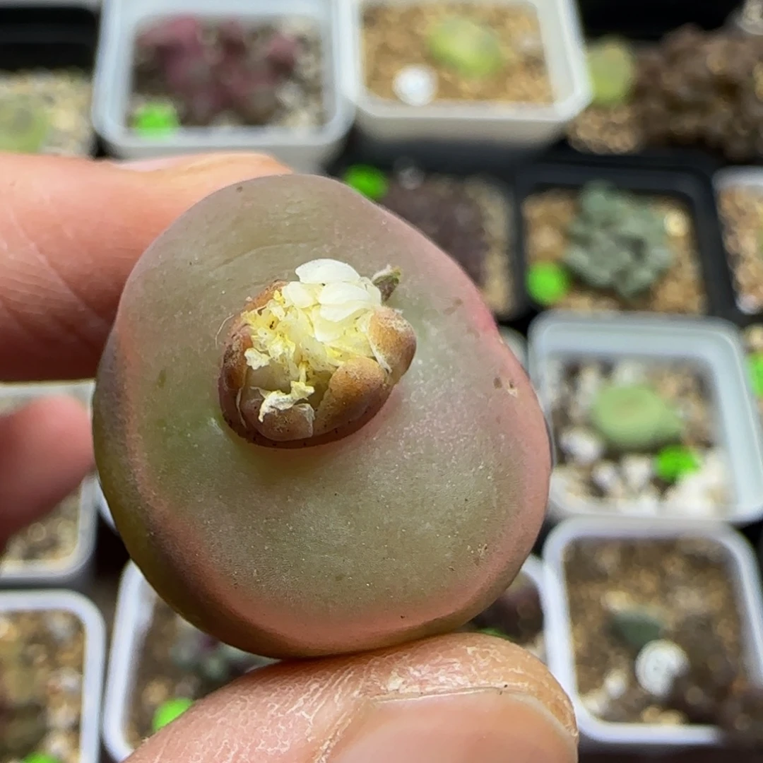 2.3+漂亮的肉植物146