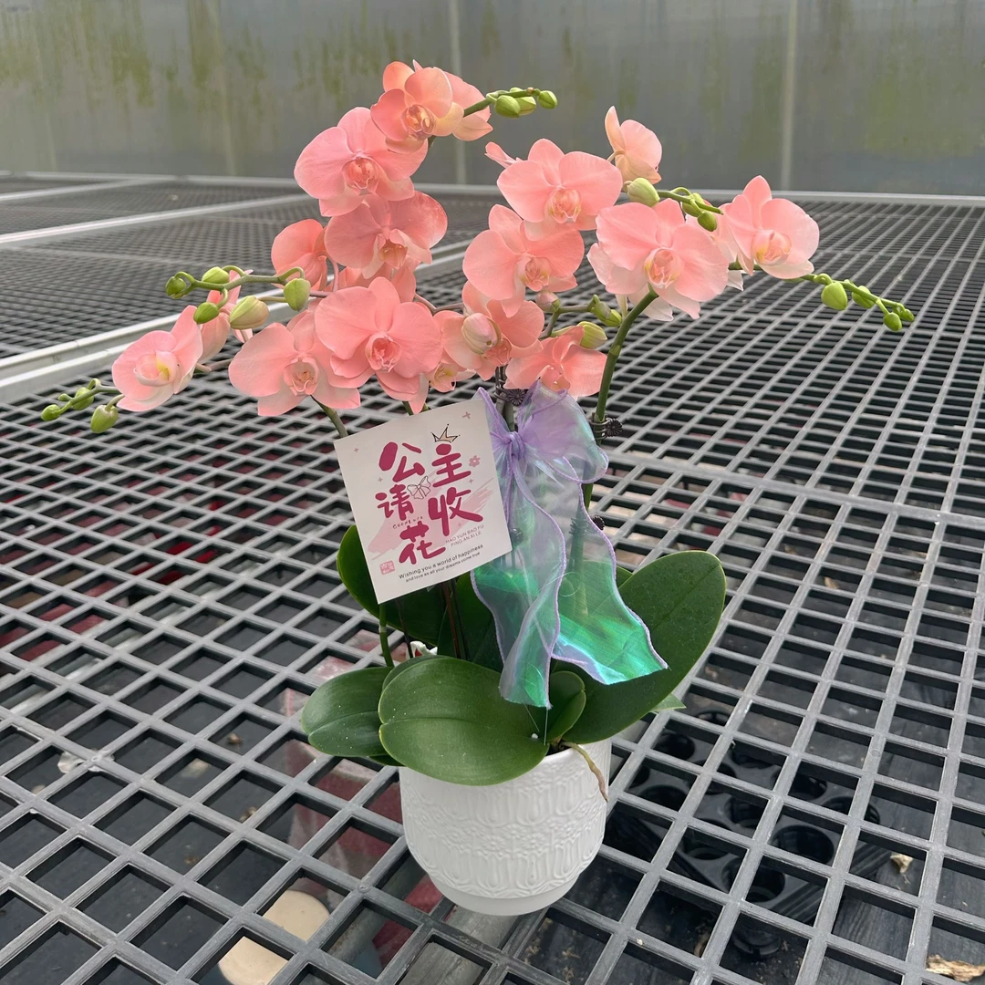 【水蜜桃四花剑组盆】活体高端喷色工艺稀缺色系好养马卡龙蝴蝶兰