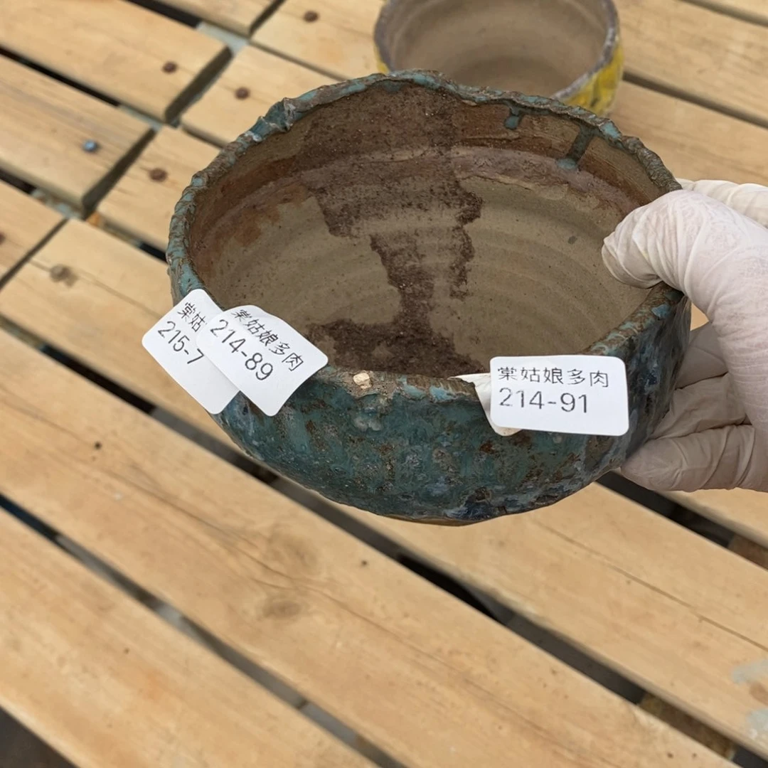 红陶落***尘91号多肉盆一个呀