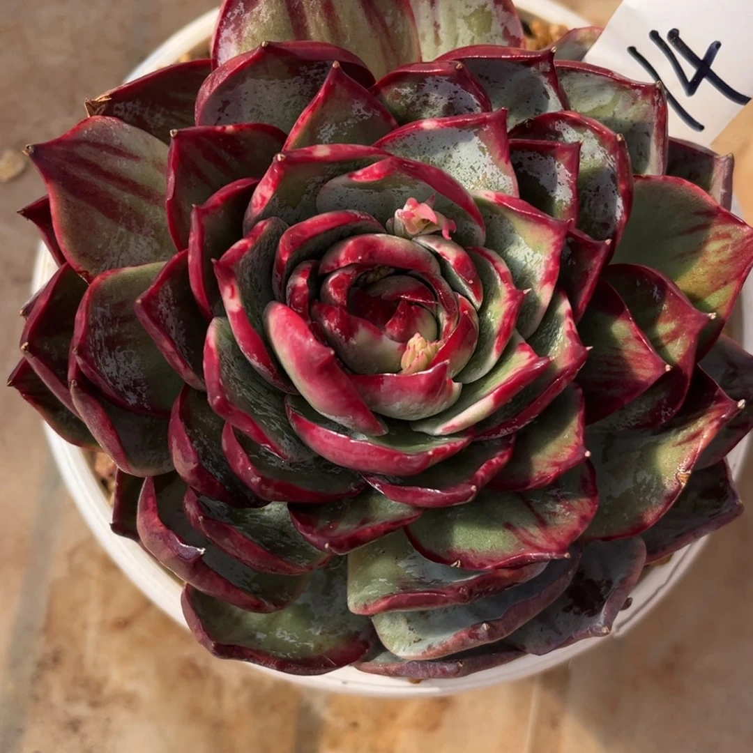 九***字1.4-14惊鸿111111111