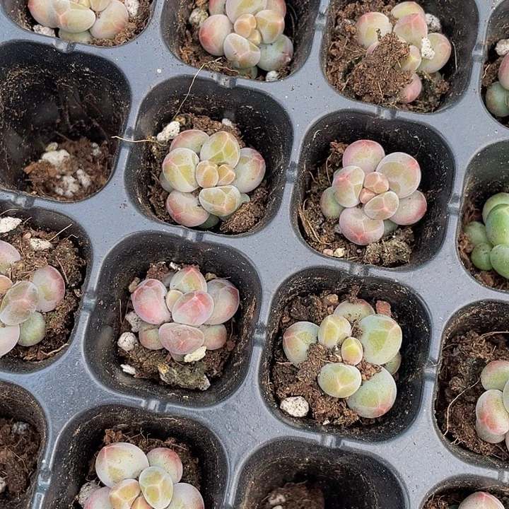 小咖啡豆1.5带土发货