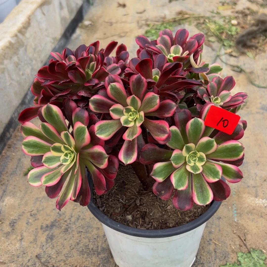 柒****由10炖肉植物发货美杜莎缀