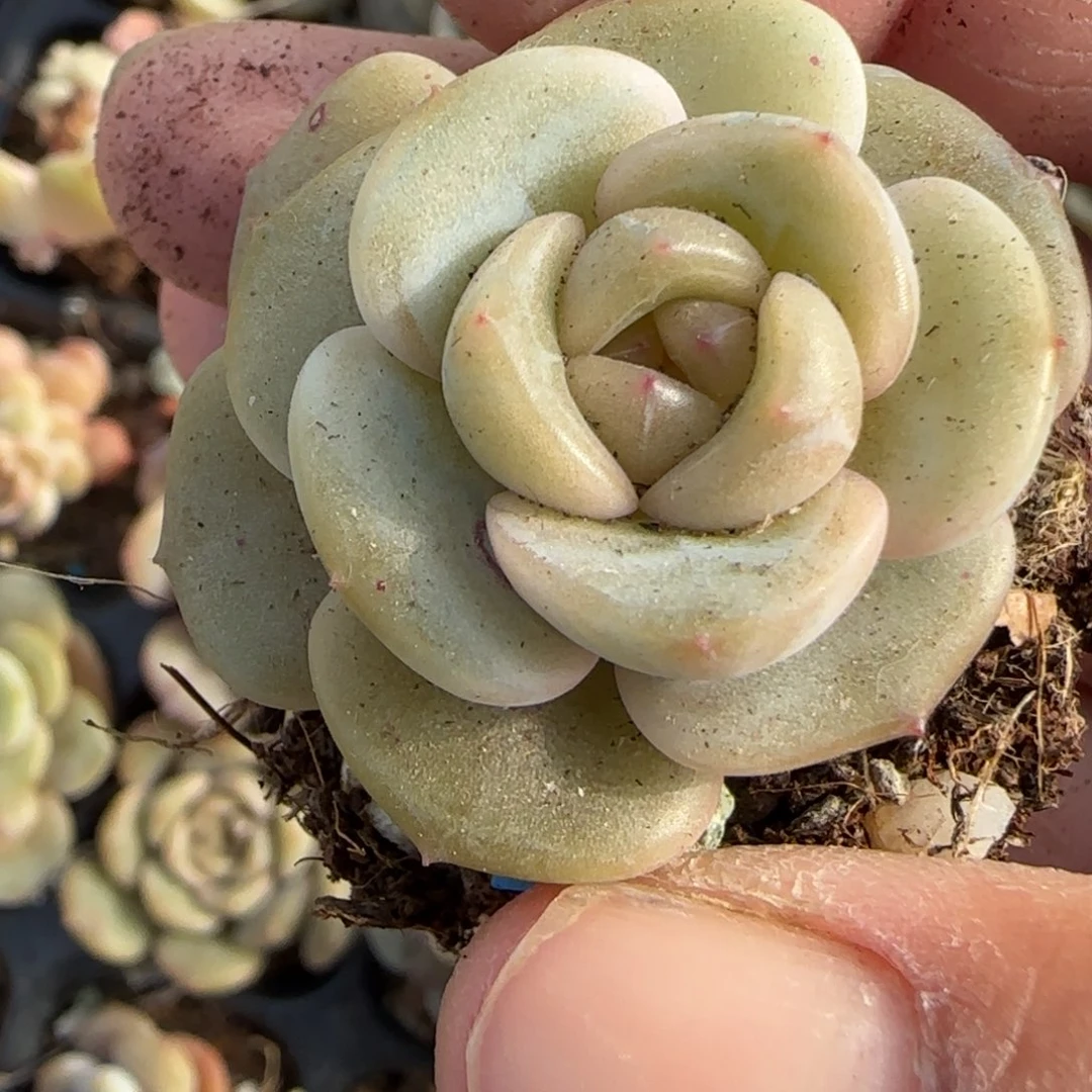 小卡拉米糖心一物一拍