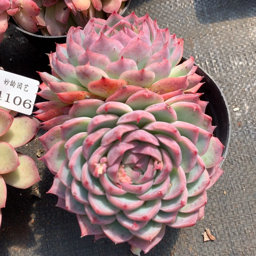 4107杂交精品基地13厘米