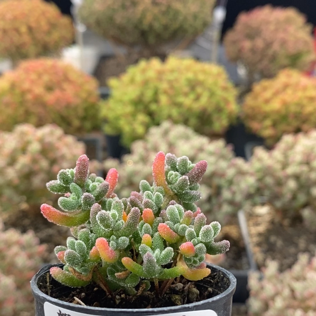 冰晶0217枝干番杏